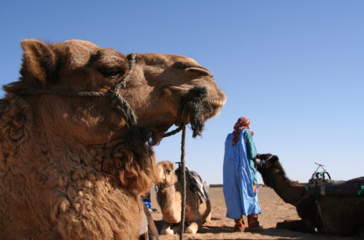 La place du dromadaire dans la culture Touaregs