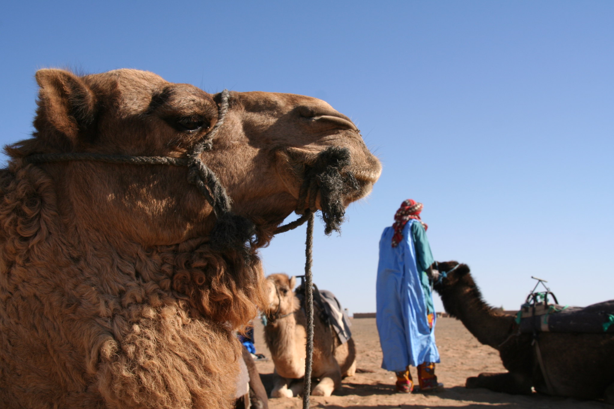 La place du dromadaire dans la culture Touaregs