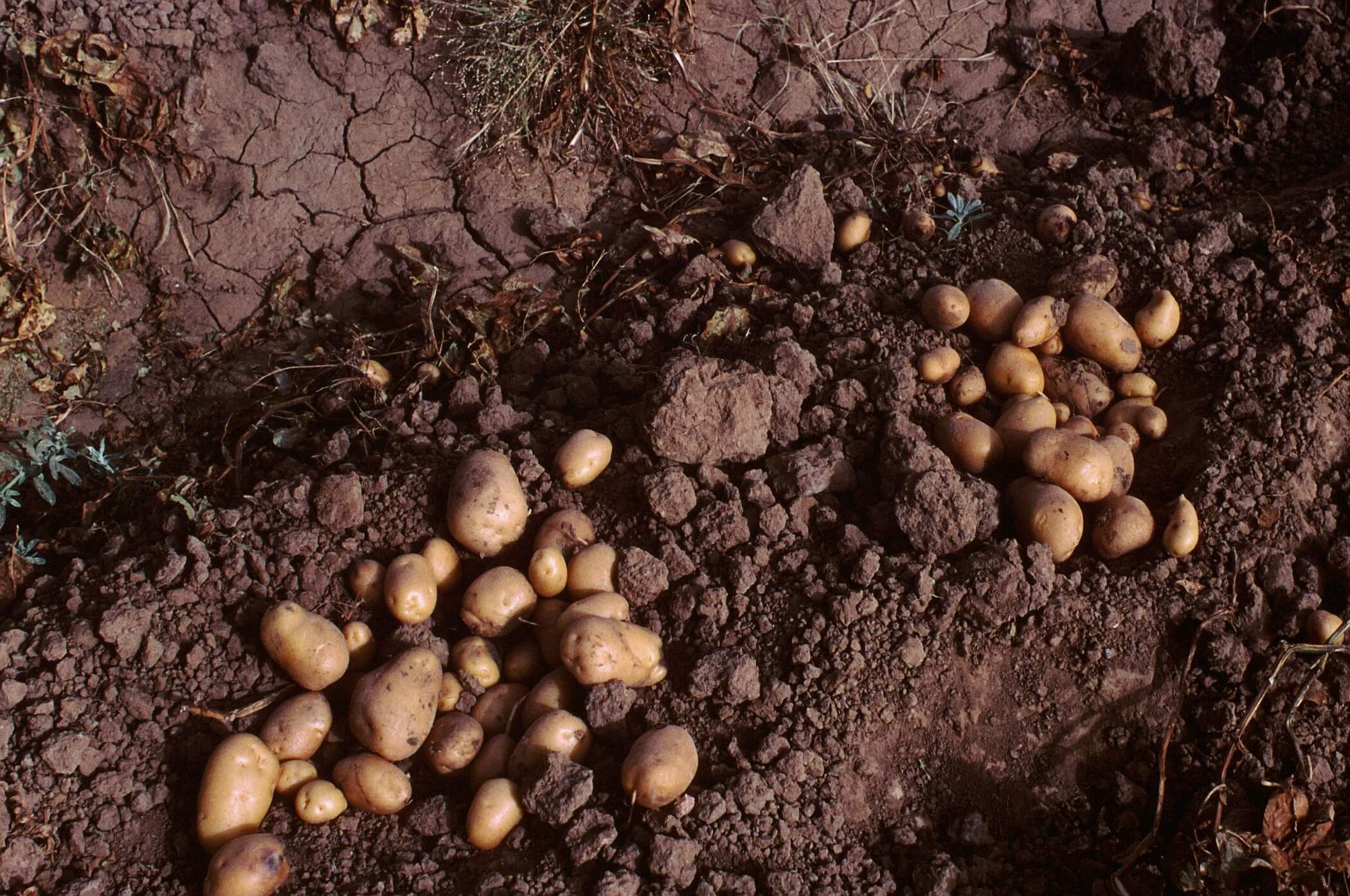 La production de pomme de terre à Bonkoukou