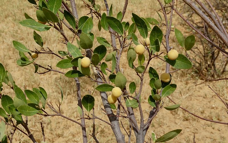 Explication sur les valeurs nutritives de la plante Hanza