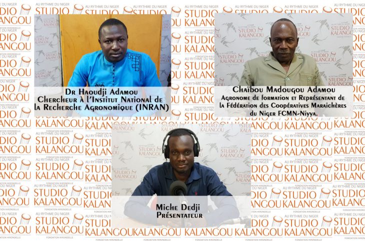 Maraichage et ennemis des cultures au Niger : comment y faire face ?