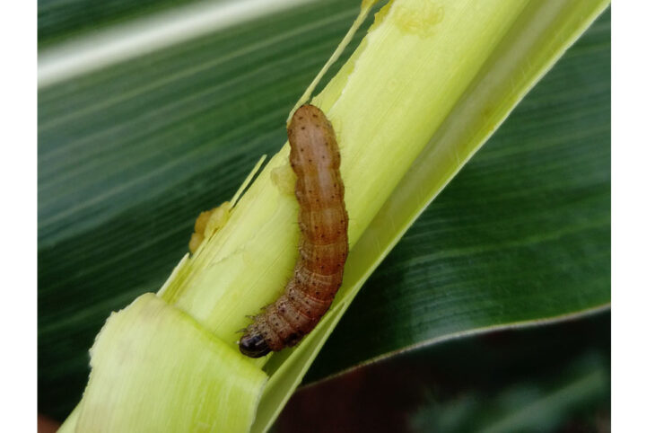Explication de la chenille légionnaire au Niger 