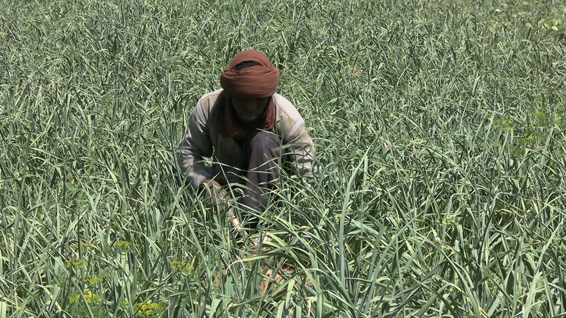 Résilience des producteurs d’oignon de Tabelot face au changement climatique