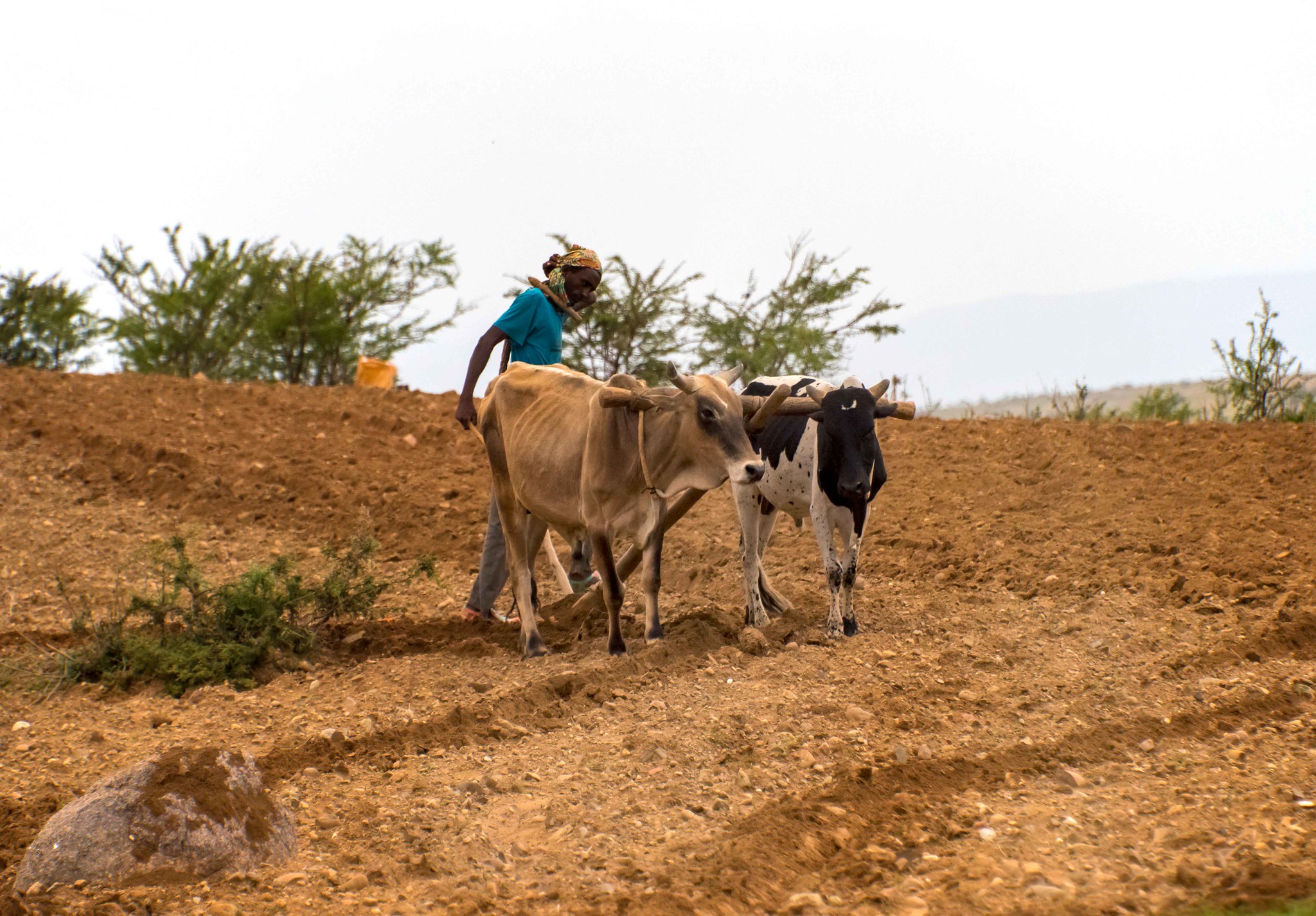 La campagne agricole : les préparatifs à Dosso