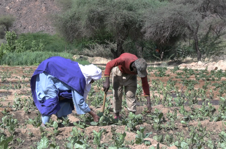 Explication sur la production maraichère de Timia, dans la région d’Agadez 