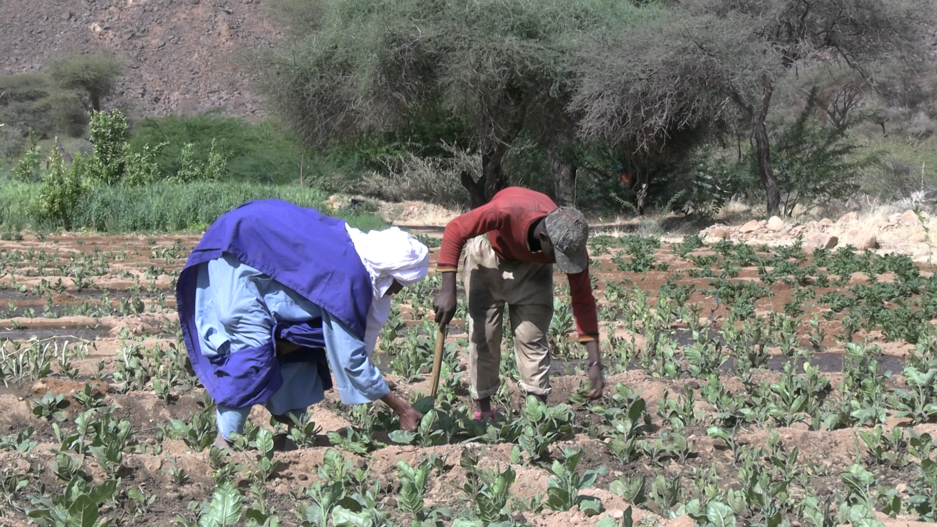 Explication sur la production maraichère de Timia, dans la région d’Agadez 