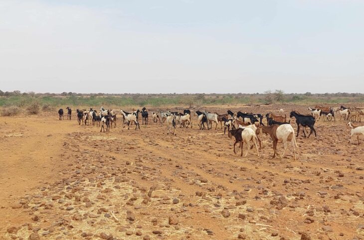 Réunion sur la transhumance transfrontalière à Yaoundé