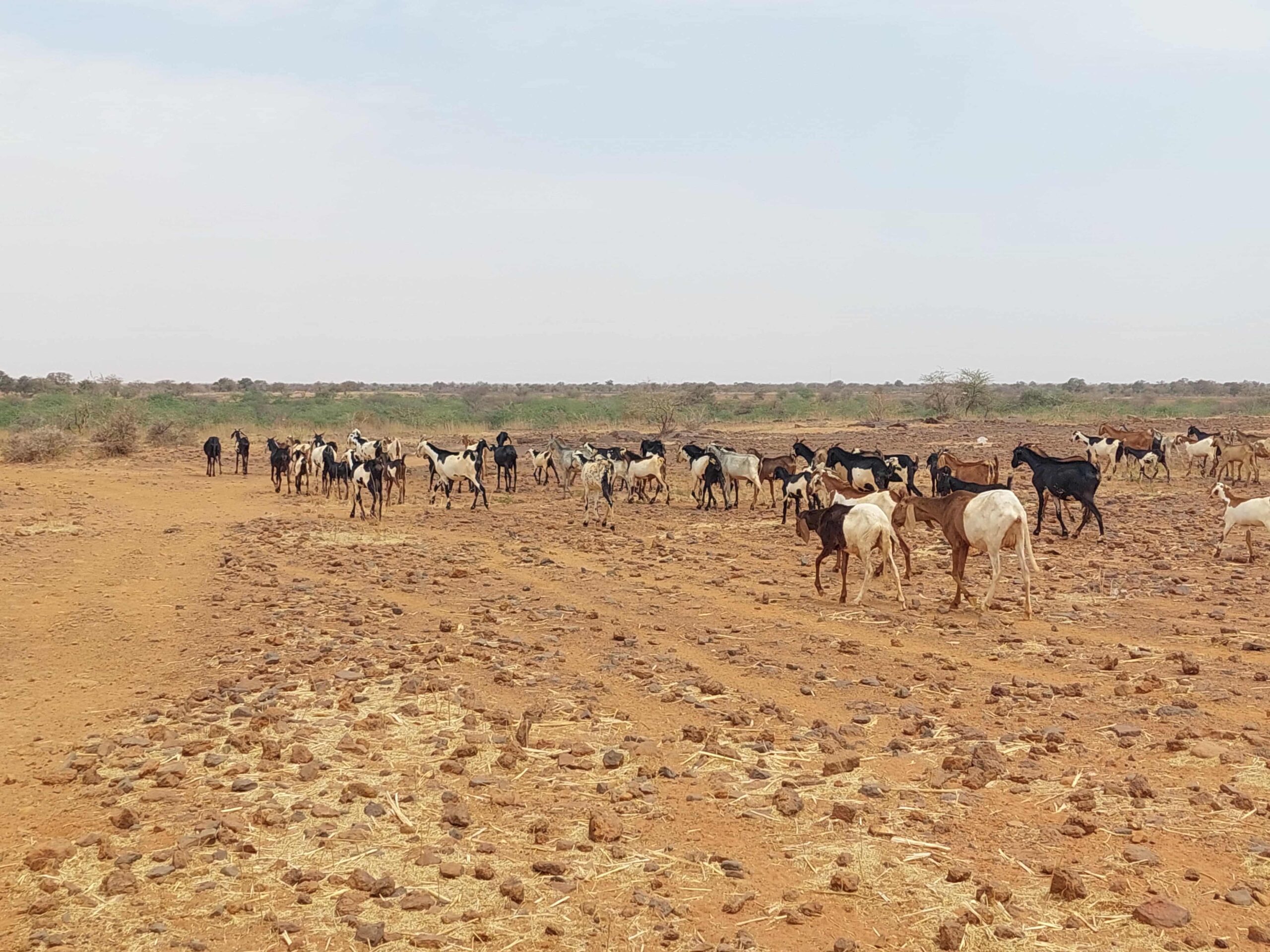 Réunion sur la transhumance transfrontalière à Yaoundé