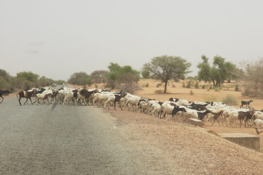 Dans la vaste région du Sahel dites des trois frontières partagées par le Niger, le Mali et le Burkina Faso, un phénomène inquiétant semble avoir pris racine : le vol de bétail.