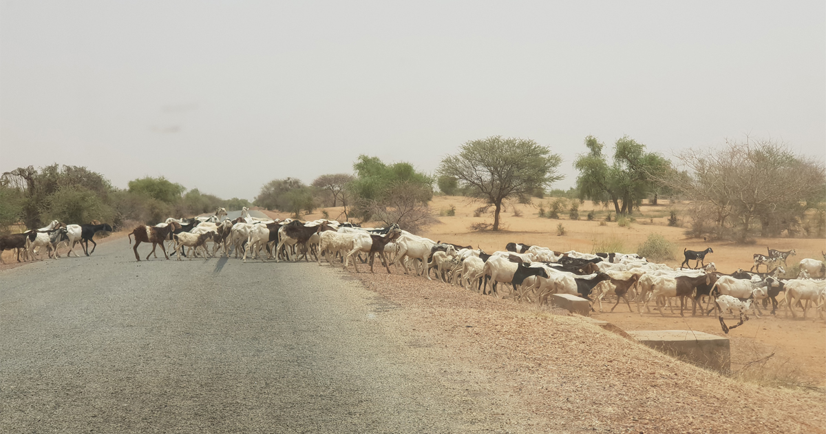 Le vol de bétail dans la zone des trois frontières : une économie illicite en évolution