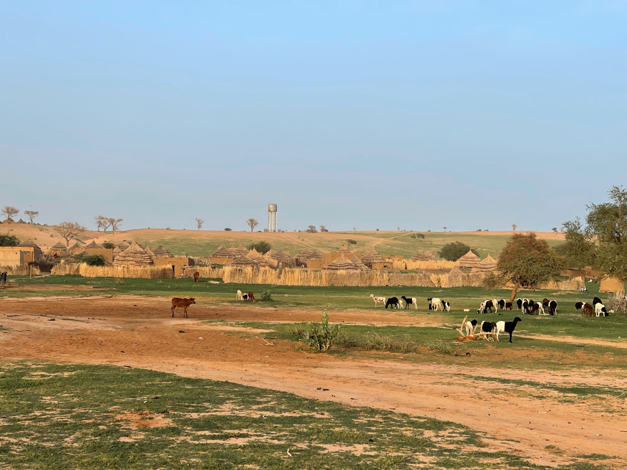 L’accaparement des terres dans les zones pastorales de Tanout 