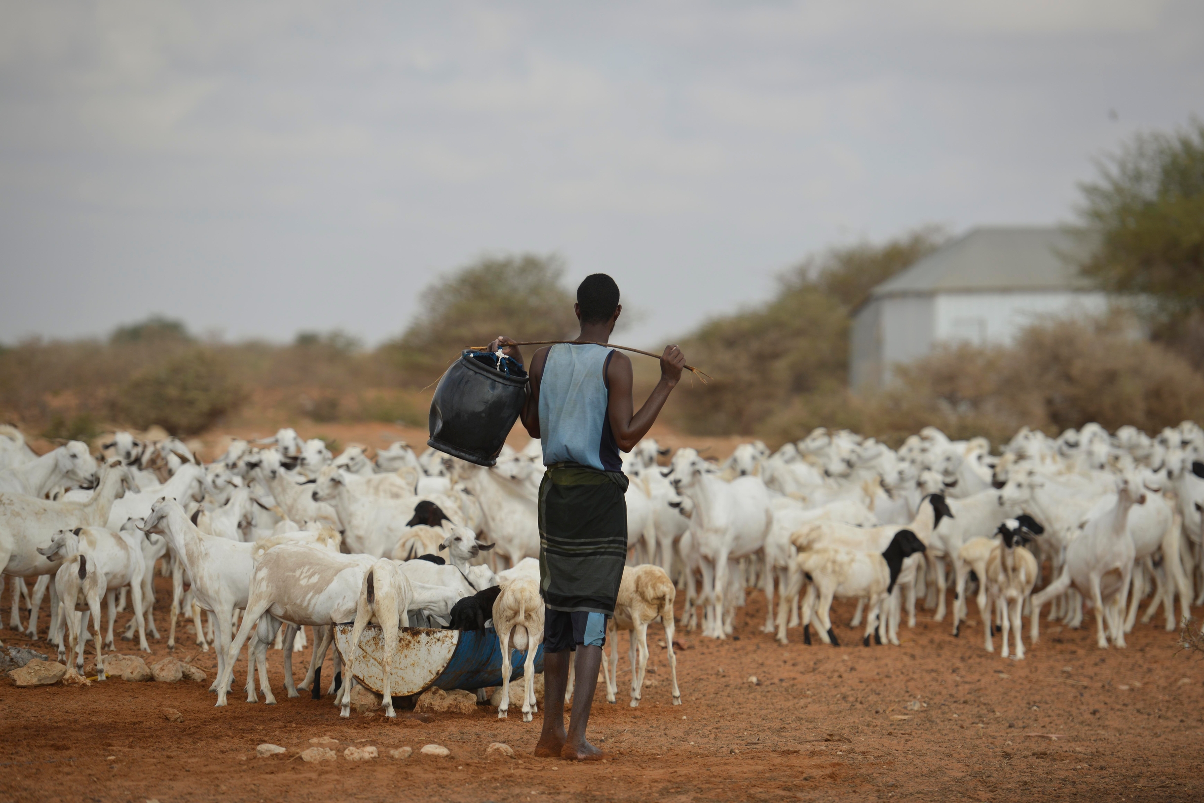 La transhumance dans la région de Zinder