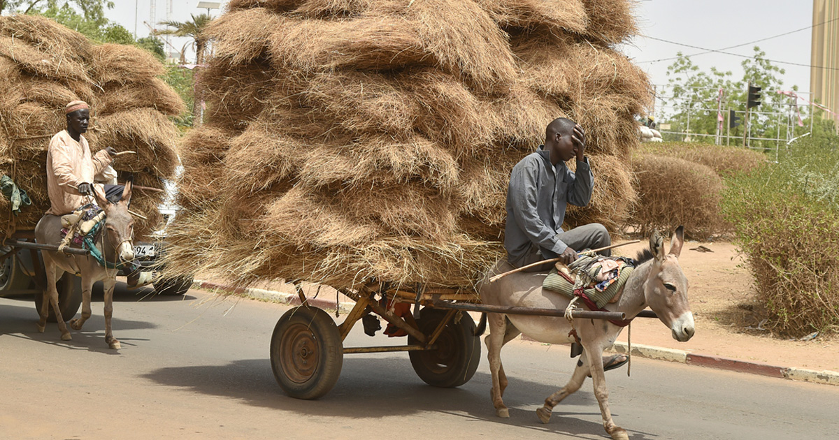 La règlementation du ramassage de la paille au Niger