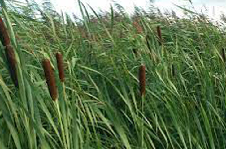 Explication sur les menaces de la plante le typha australis marres 