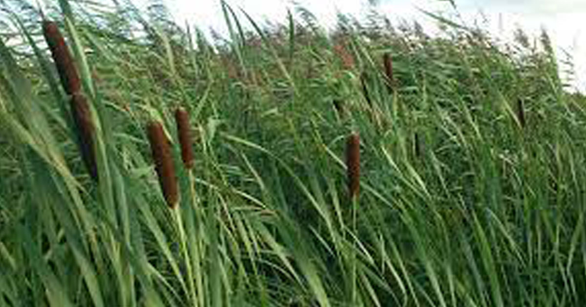 Explication sur les menaces de la plante le typha australis marres 