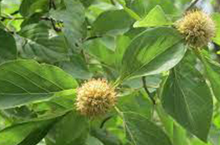 Explication sur la disparition de la plante Mytragyna Inermis à Illéla