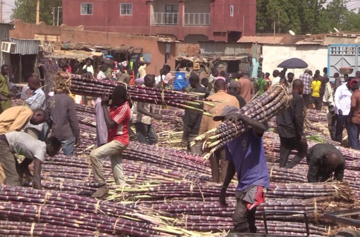 Découverte de la culture de la canne à sucre à Bellandé dans la région de Dosso