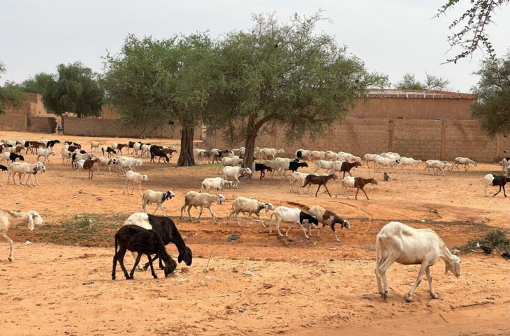 Résolution des conflits fonciers entre deux villages de Tagazar et Koygolo 