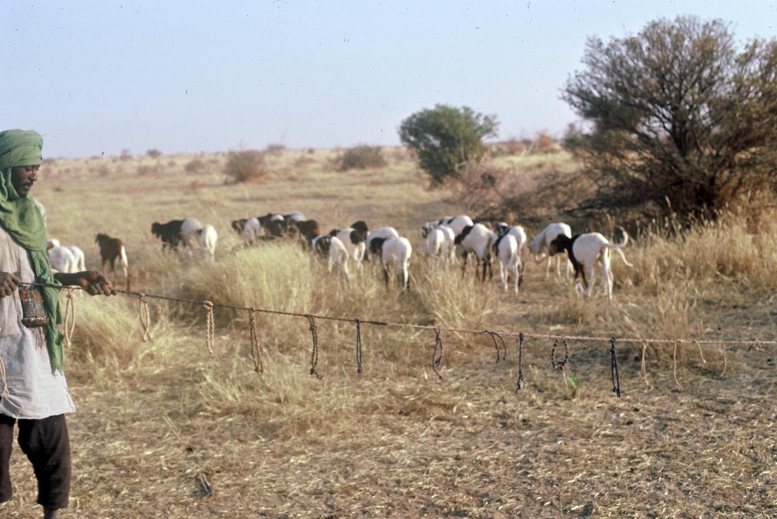 Etapes de prévention des conflits entre agriculteurs et éleveurs à Tessaoua 