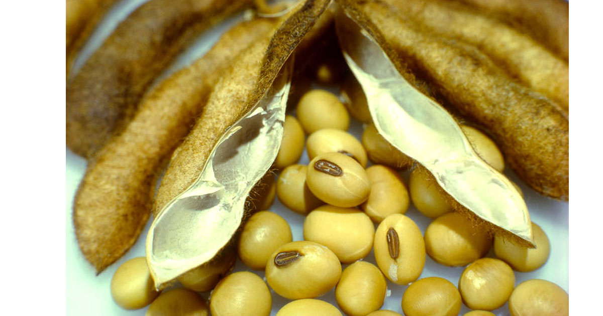 L’apport économique et nutritionnel du soja dans la commune rurale de Tagazar