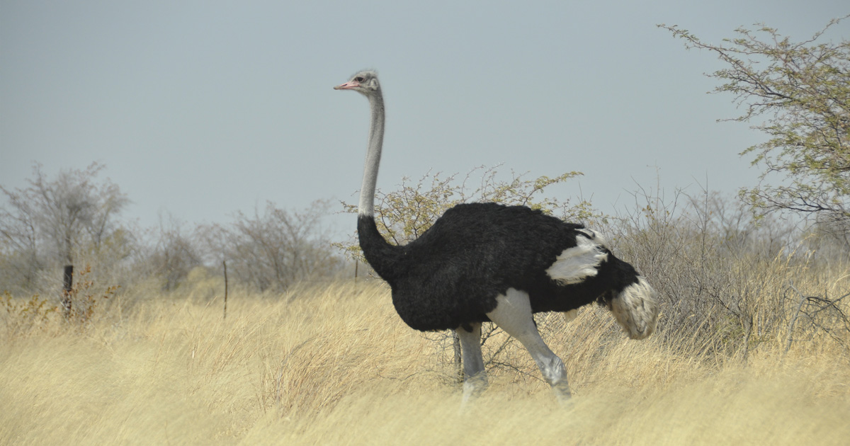À la découverte des autruches de la réserve biosphère de Gadabédji