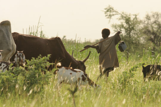Les éleveurs peinent à respecter les dates de libération des champs par les agriculteurs - Crédit photo: ILRI/Stevie Mann - Source : flickr.com