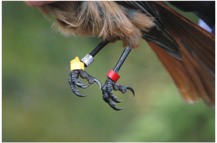 Pourquoi les chercheurs marquent-ils certaines espèces animales ?