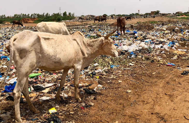 Impact des déchets plastiques sur le pâturage