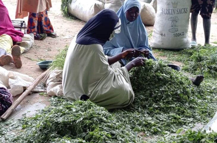 Maraliyya une transformatrice de moringa à Djirataoua