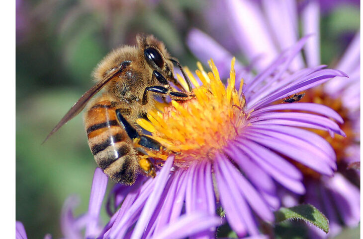 Le rôle des abeilles dans la préservation de la sécurité alimentaire.