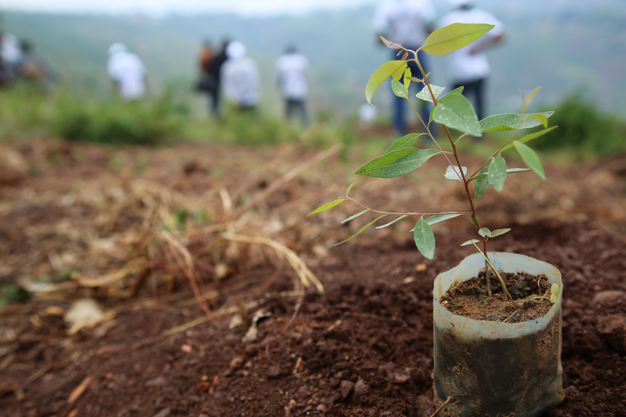 Les jeunes de Diffa dans la préservation de l’environnement