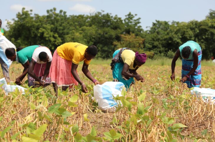 Rediffusion: Contribution des femmes de Say dans la gestion des rendements agricoles