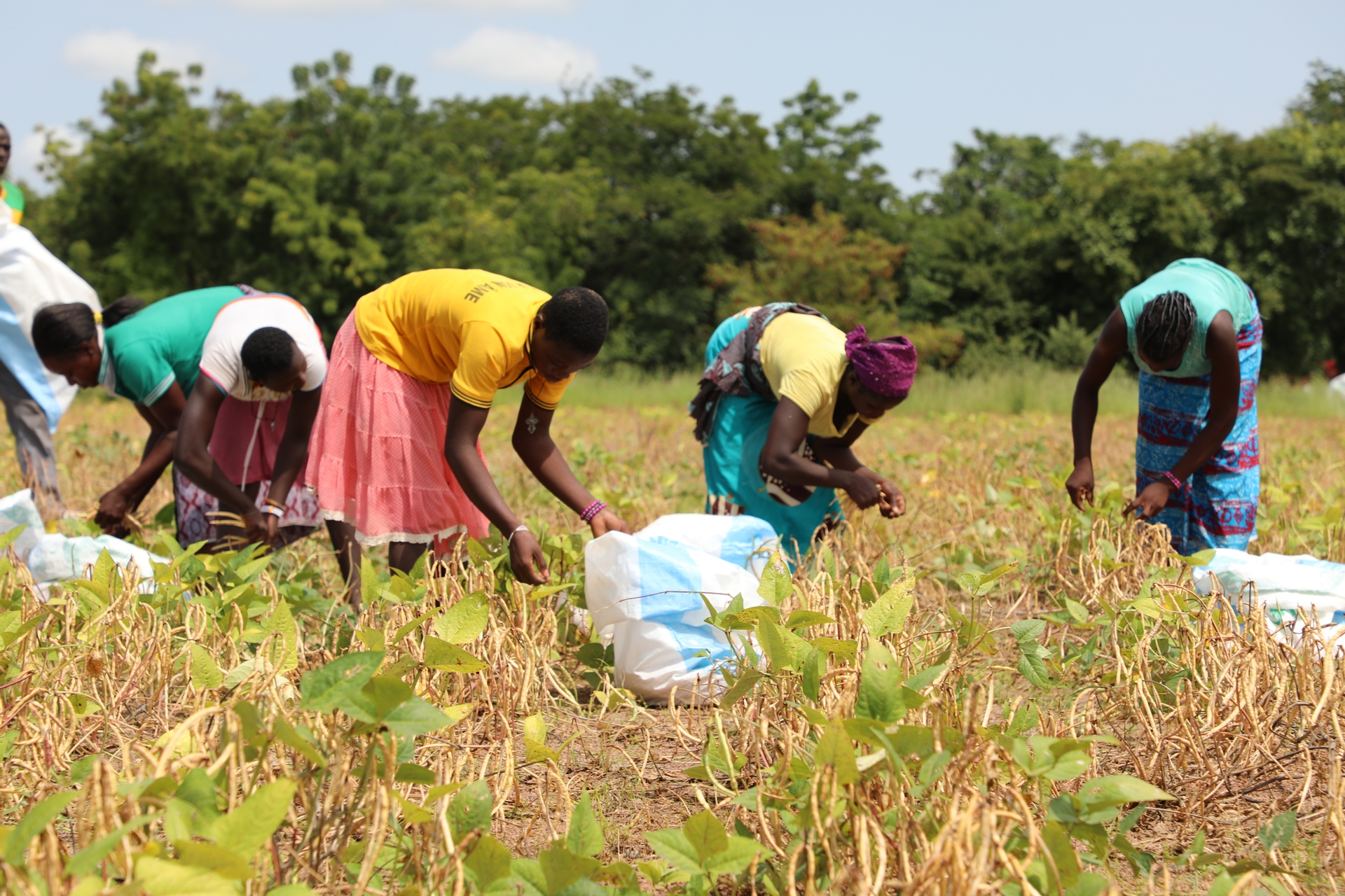Rediffusion: Contribution des femmes de Say dans la gestion des rendements agricoles