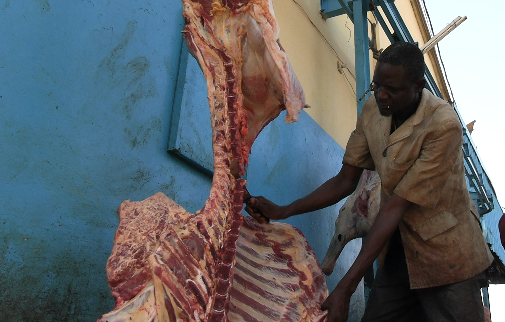 Bovins, camelins, caprins : comment distinguer leur viande ?