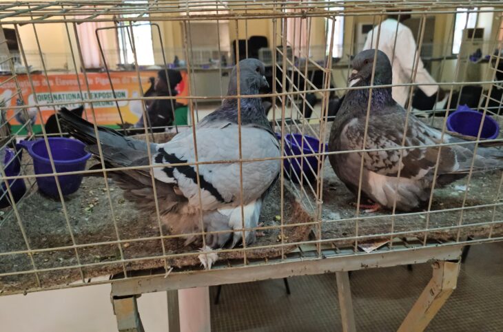 L’élevage des pigeons de races, source de revenus pour les jeunes
