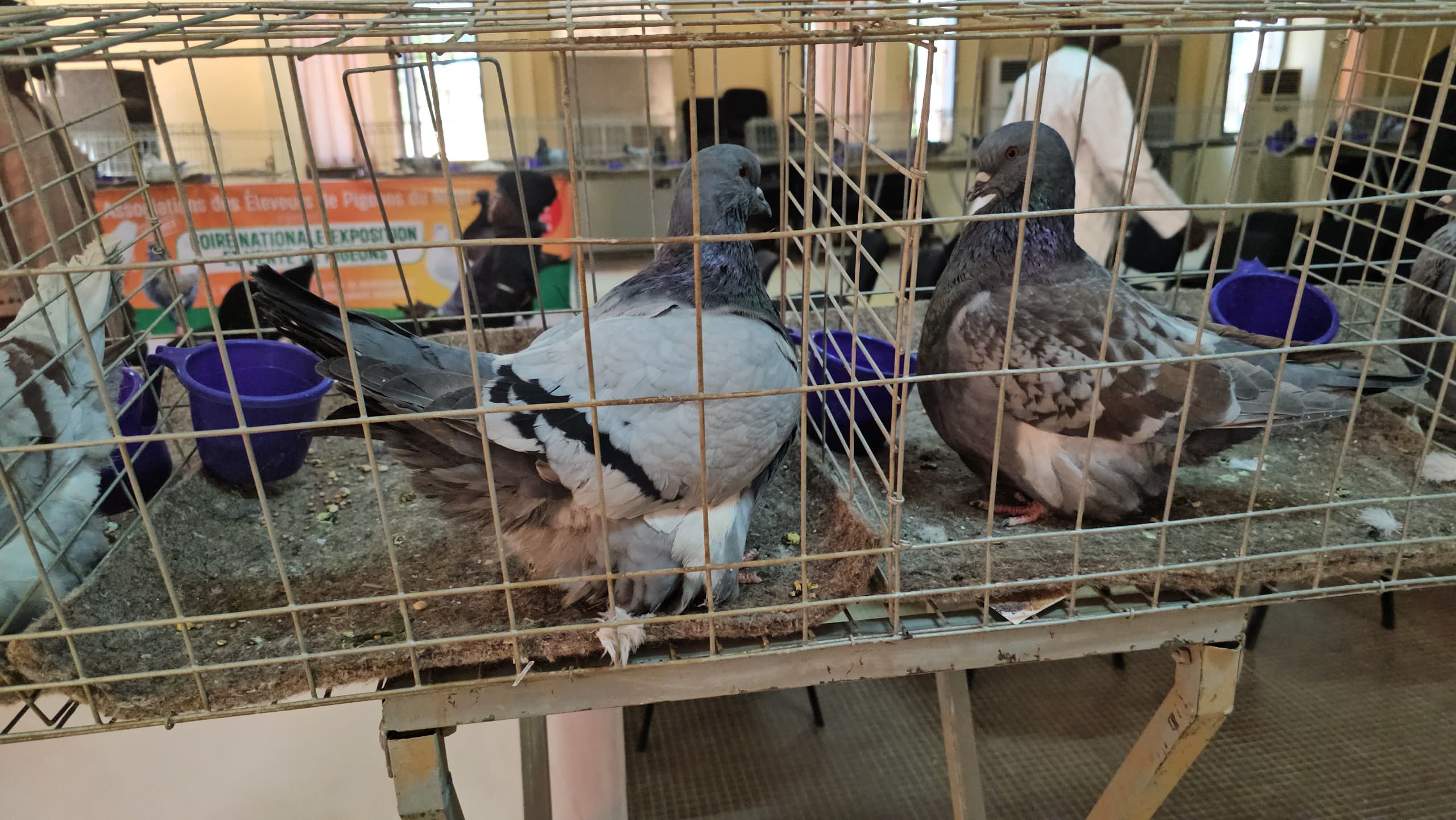 L’élevage des pigeons de races, source de revenus pour les jeunes
