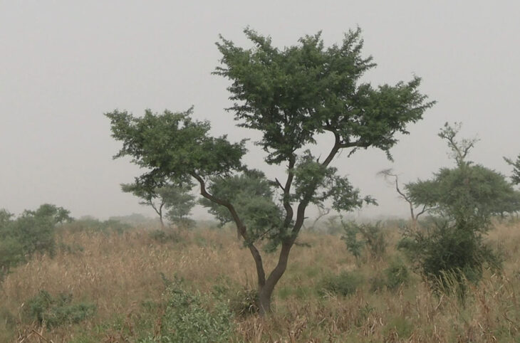 Le Gao dans la lutte contre le réchauffement climatique