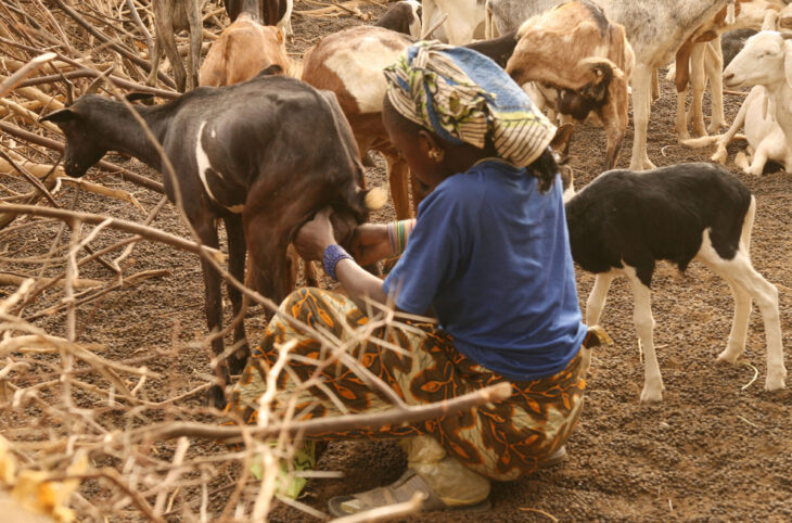 Les vertus du lait de chèvre pour les nourrissons