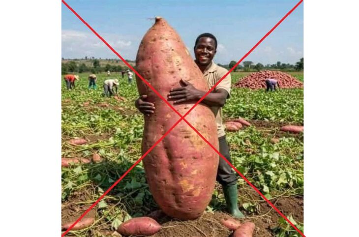 Cette photo est fausse et ne concerne pas le Niger