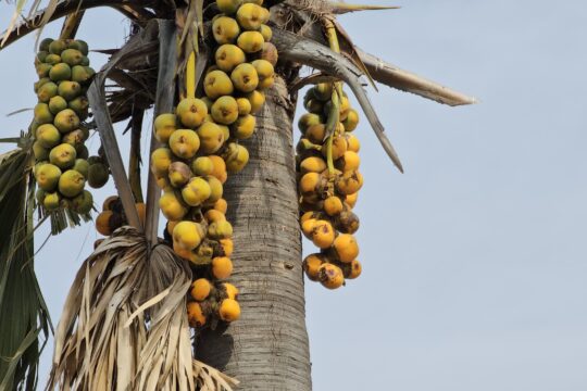Un palmier ronier avec ces fruits à Bengou - Photo par Fadel Alou pour Studio Kalangou