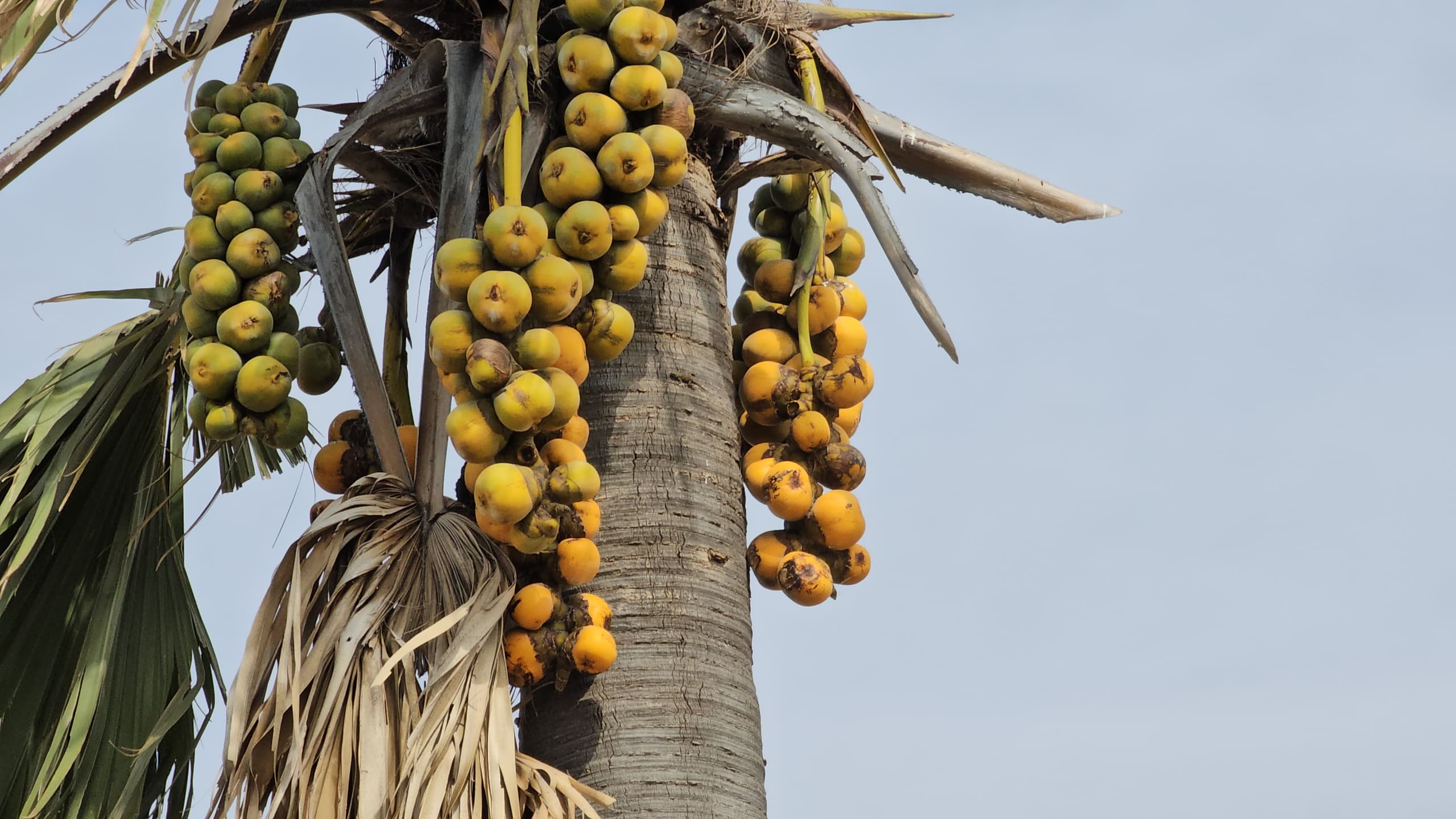 Bengou : la coupe abusive des palmiers rôniers menace l’environnement local