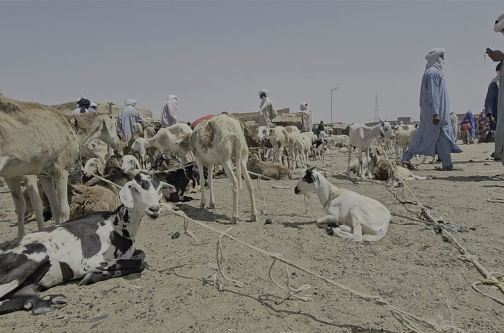 Tabaski 2025 : le Niger interdit l’exportation de certaines catégories de bétail ( Rediffusion)