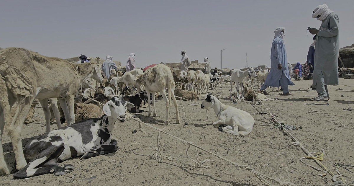 Tabaski 2025 : le Niger interdit l’exportation de certaines catégories de bétail ( Rediffusion)