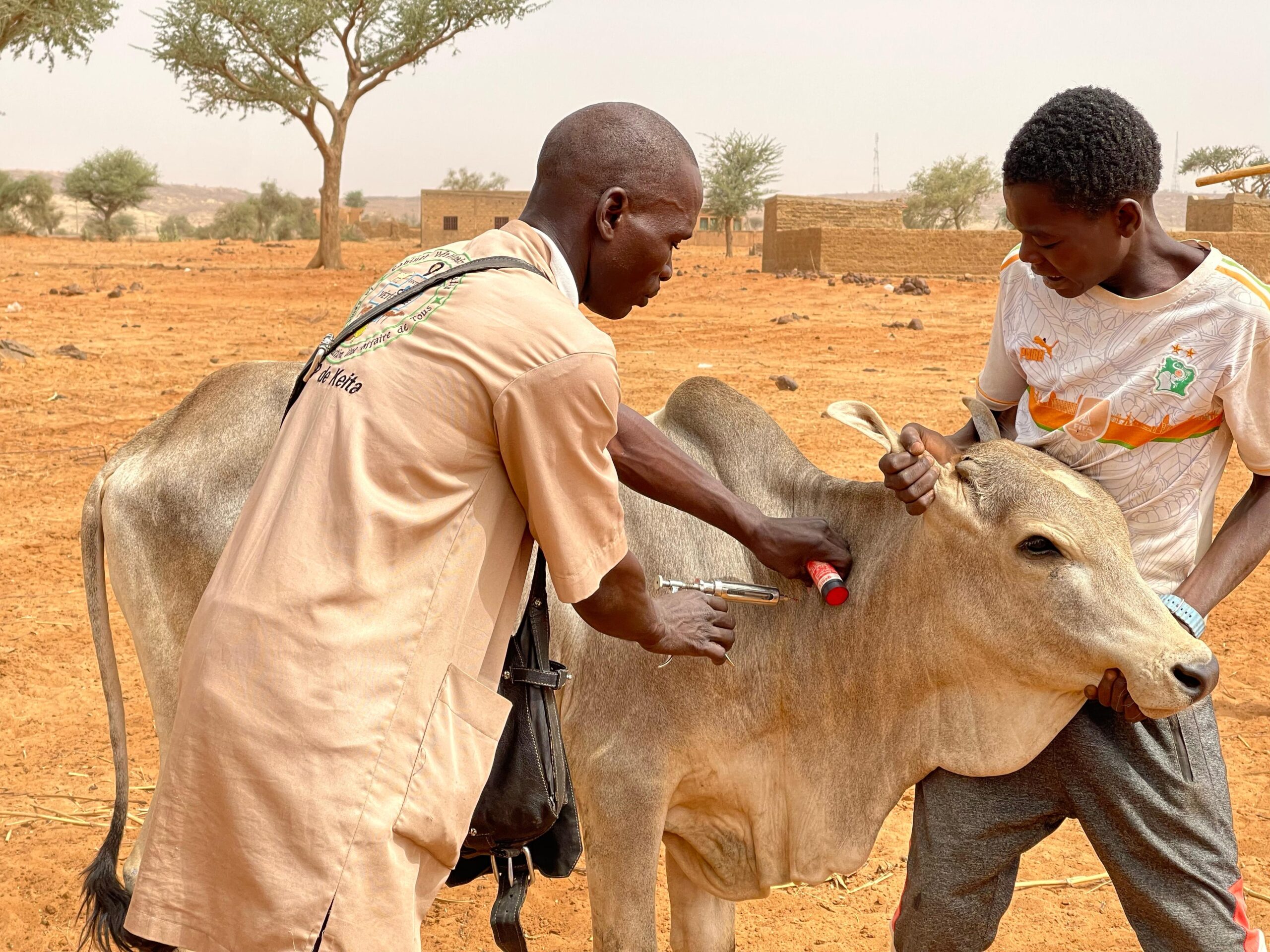 Campagne de ratissage vaccinal du cheptel à Tamaské