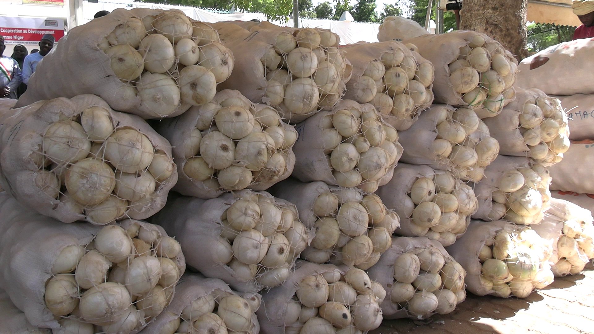 Rediffusion : Quelles stratégies pour la valorisation et la production de l’oignon blanc au Niger ?