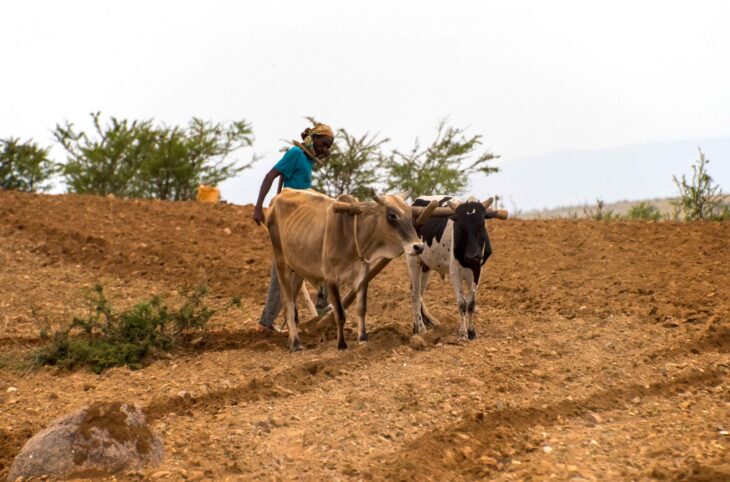 Niger : des pratiques traditionnelles pour préserver l’agriculture