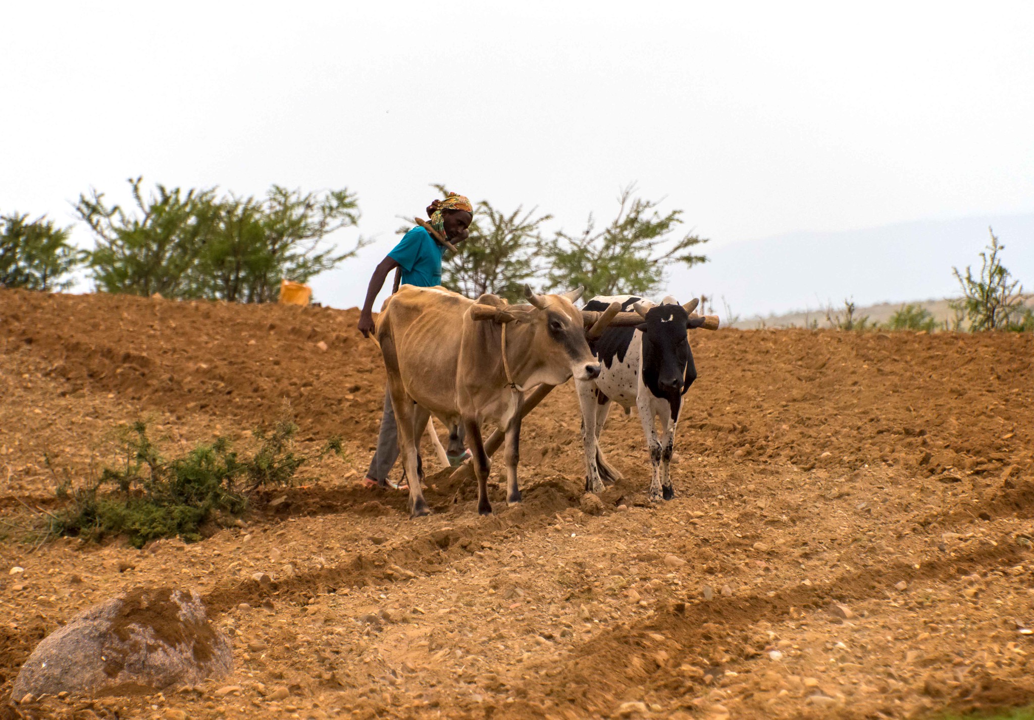 Niger : des pratiques traditionnelles pour préserver l’agriculture