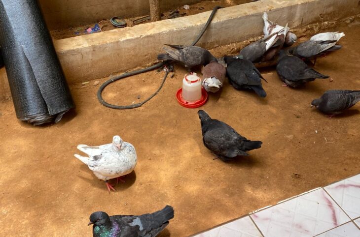 Les défis de l’élevage de pigeons chez les jeunes à Niamey