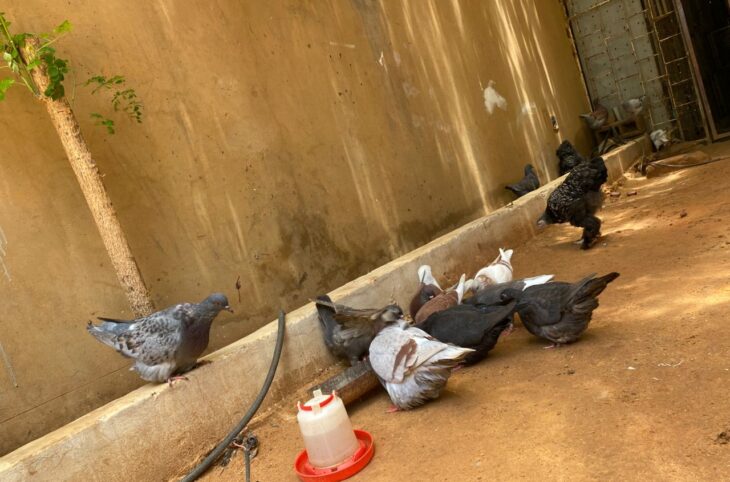 Rediffusion : Les jeunes de Niamey et l’élevage de pigeons : comment relever les défis ?