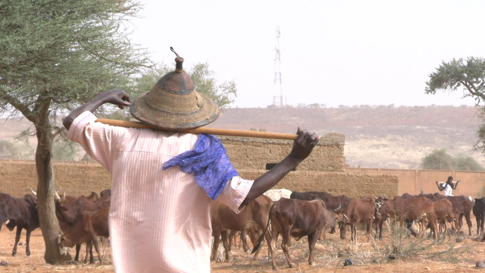 Situation du pastoralisme à Yama dans la région de Tahoua